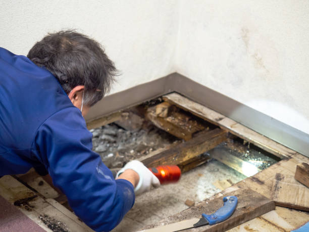 Best Crawl Space Mold Removal  in Seabrook, MD