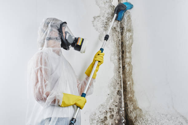 Best Mold Testing and Removal  in Seabrook, MD