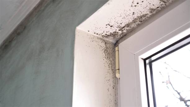 Best Mold Damage Repair  in Seabrook, MD