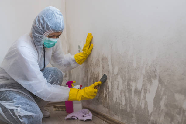 Best Mold Remediation  in Seabrook, MD