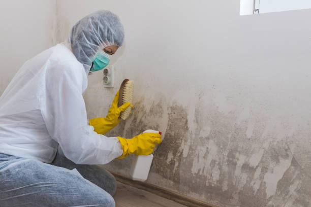 Best Mold Remediation  in Seabrook, MD