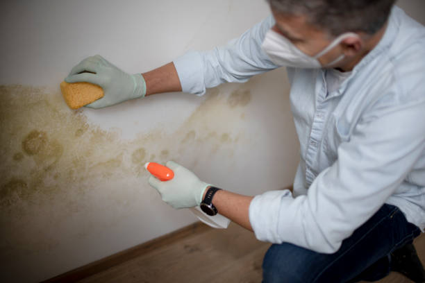 Best Fast Mold Removal  in Seabrook, MD