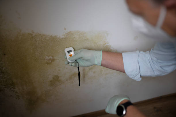 Best Mold Testing  in Seabrook, MD