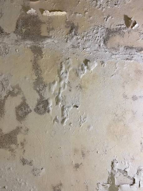 Best Professional Mold Removal  in Seabrook, MD