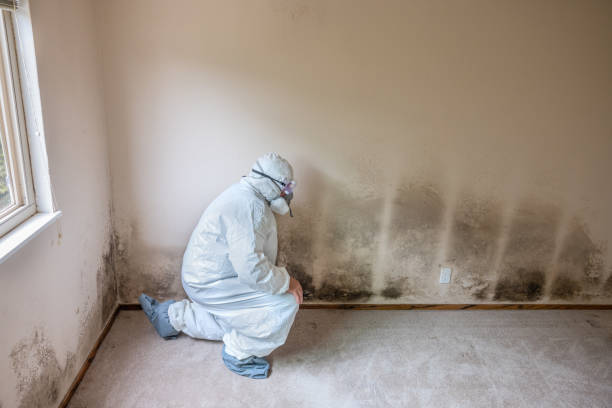 Best Mold Removal Specialists  in Seabrook, MD