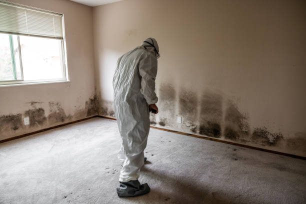 Best Residential Mold Removal  in Seabrook, MD