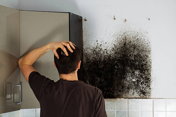 Best Commercial Mold Removal  in Seabrook, MD