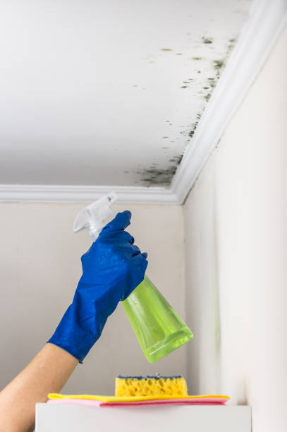 Best Professional Mold Removal  in Seabrook, MD