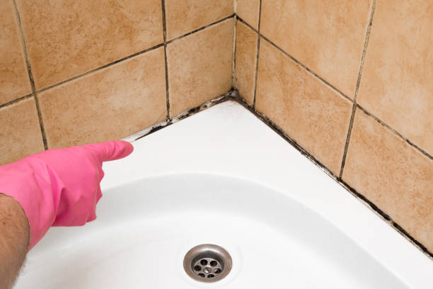 Best Best Mold Removal Companies  in Seabrook, MD